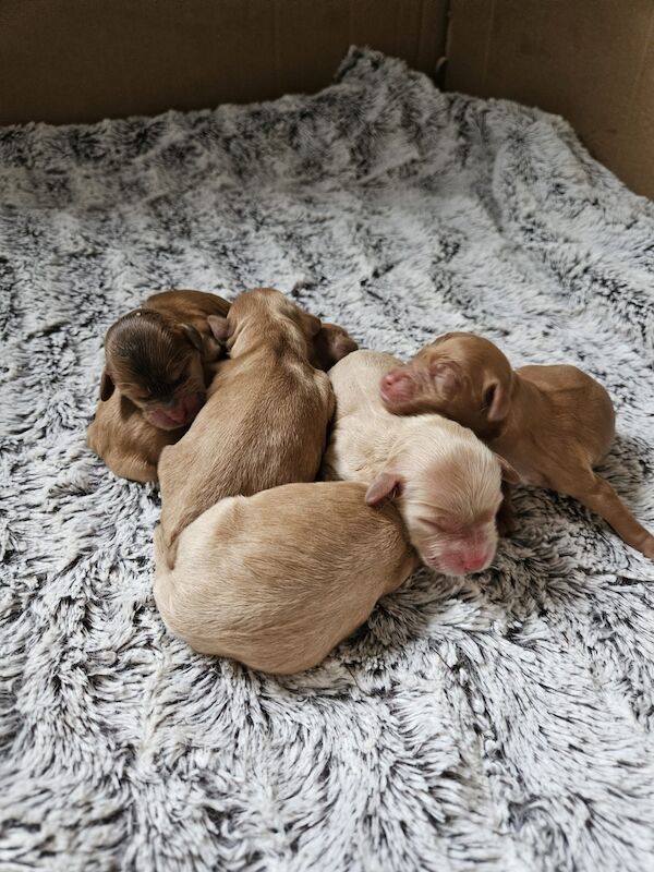 Beautiful Cockapoos Due March 2024🐾 - Cockapoo Puppies For Sale in ...