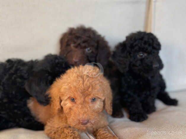 Beautiful cockepoos puppies for sale in Chippenham, Wiltshire