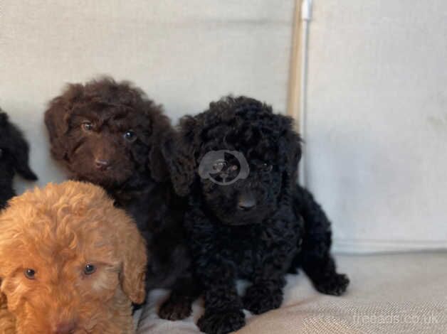 Beautiful cockepoos puppies for sale in Chippenham, Wiltshire - Image 2