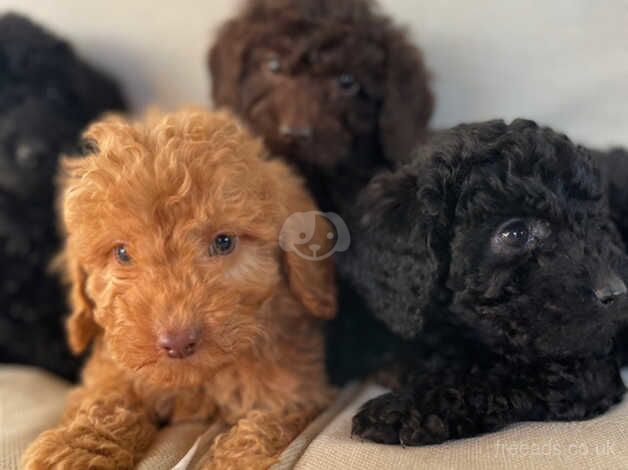 Beautiful cockepoos puppies for sale in Chippenham, Wiltshire - Image 3