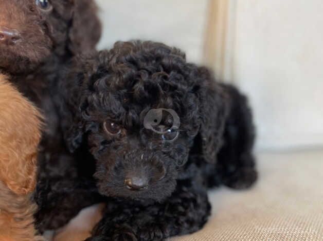 Beautiful cockepoos puppies for sale in Chippenham, Wiltshire - Image 4