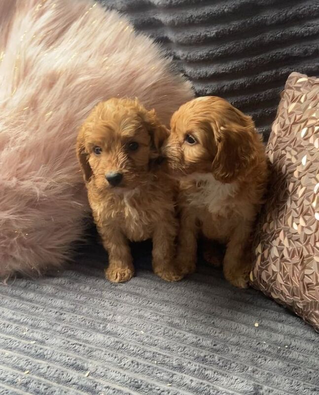 Beautiful Cockerpoo Boys and Girls Looking for there new forever home for sale in Castleford, West Yorkshire