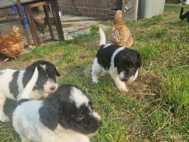 Beautiful Cockerpoo cross puppies for sale in Nantwich, Cheshire