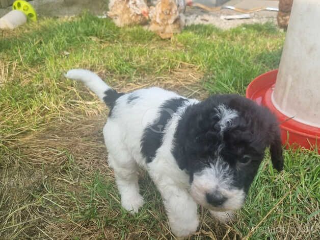 Beautiful Cockerpoo cross puppies for sale in Nantwich, Cheshire - Image 2