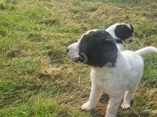 Beautiful Cockerpoo cross puppies for sale in Nantwich, Cheshire - Image 3