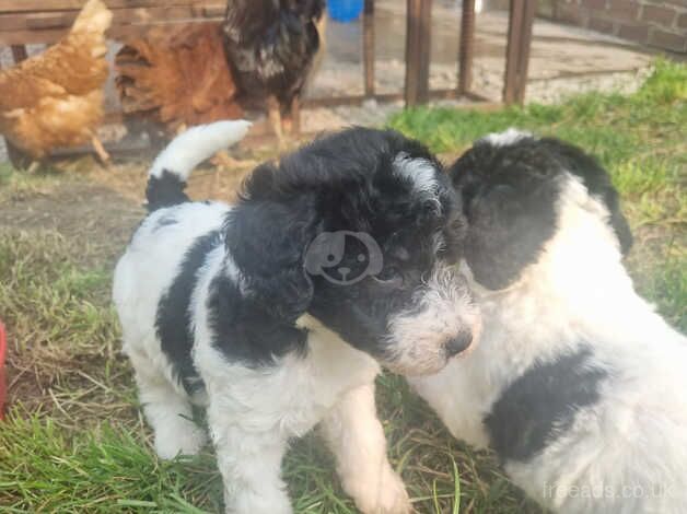 Beautiful Cockerpoo cross puppies for sale in Nantwich, Cheshire - Image 4