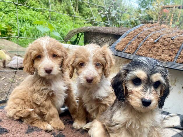 Beautiful Cockerpoo puppies for sale in Newton Abbot, Devon