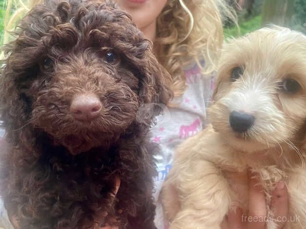 Beautiful Cockerpoo puppies for sale in Newton Abbot, Devon - Image 3