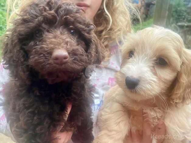 Beautiful Cockerpoo puppies for sale in Newton Abbot, Devon - Image 4