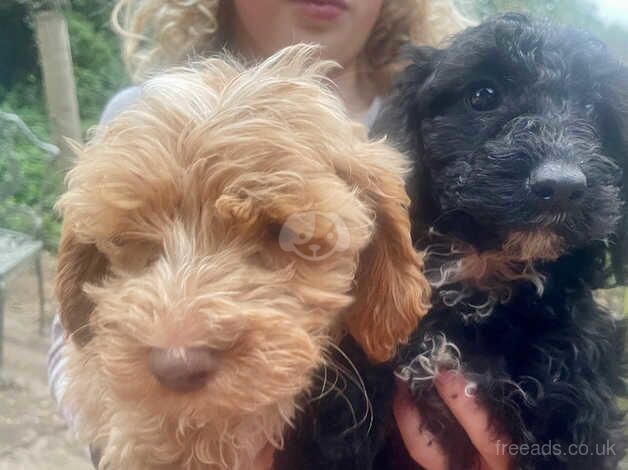 Beautiful Cockerpoo puppies for sale in Newton Abbot, Devon - Image 5