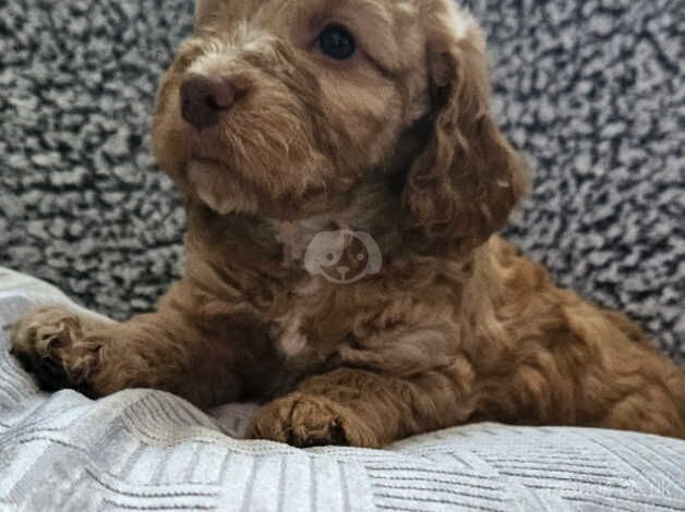 Beautiful Cockerpoo puppies for sale in Merthyr Tydfil - Image 1