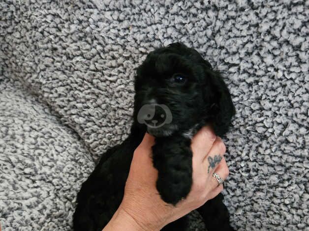 Beautiful Cockerpoo puppies for sale in Merthyr Tydfil - Image 2