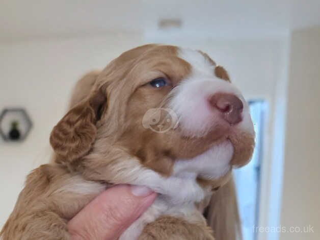 Beautiful Cockerpoo puppies for sale in Merthyr Tydfil - Image 4