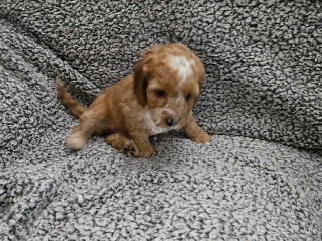 Beautiful Cockerpoo puppies for sale in Merthyr Tydfil - Image 5