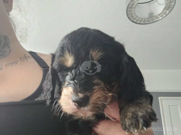 Beautiful cockerpoos for sale 3 girls 1 boy ,there 4 weeks old today for sale in Windsor, Belfast - Image 1