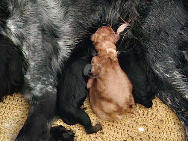 Beautiful cockerpoos for sale 3 girls 1 boy ,there 4 weeks old today for sale in Windsor, Belfast - Image 2