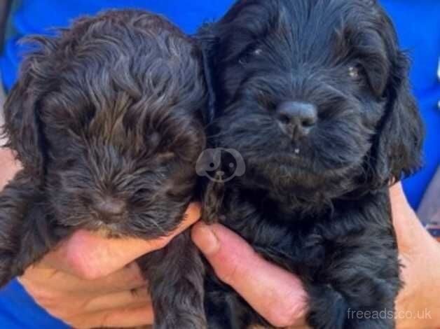 Beautiful cockerpoos for sale in Abingdon, Oxfordshire