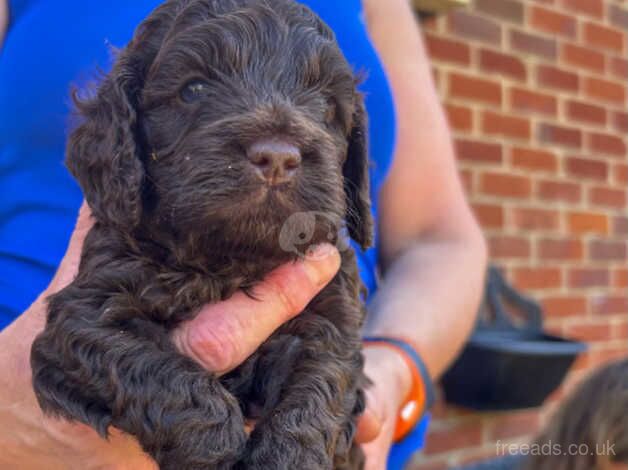 Beautiful cockerpoos for sale in Abingdon, Oxfordshire - Image 3