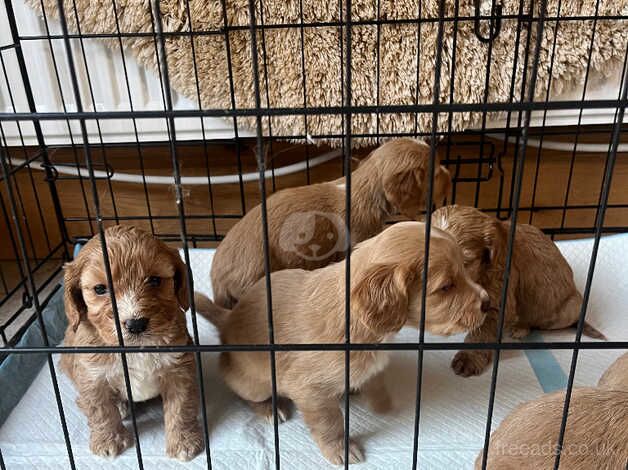 Beautiful Cockerpoos for sale in Darlington, County Durham