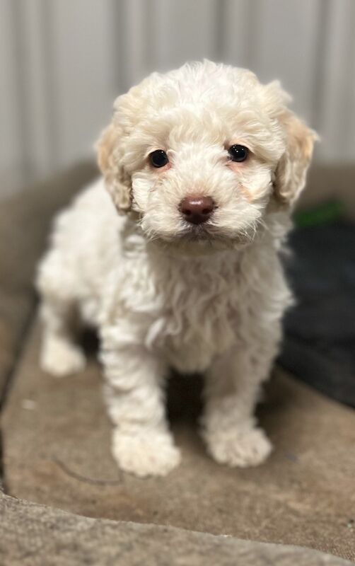 Beautiful F1 Cockapoo girl puppies for sale in Thetford, Norfolk