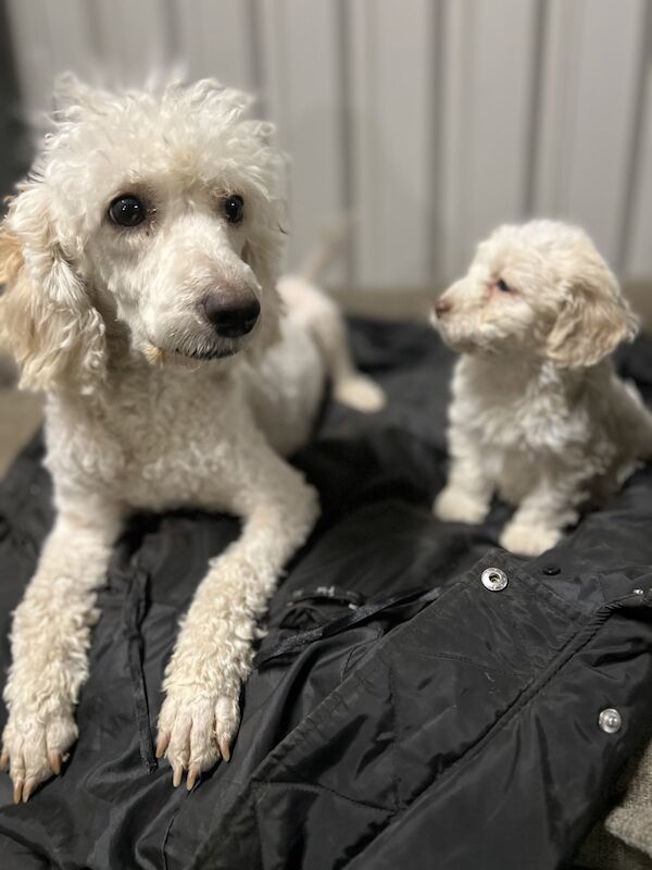 Beautiful F1 Cockapoo girl puppies for sale in Thetford, Norfolk - Image 2