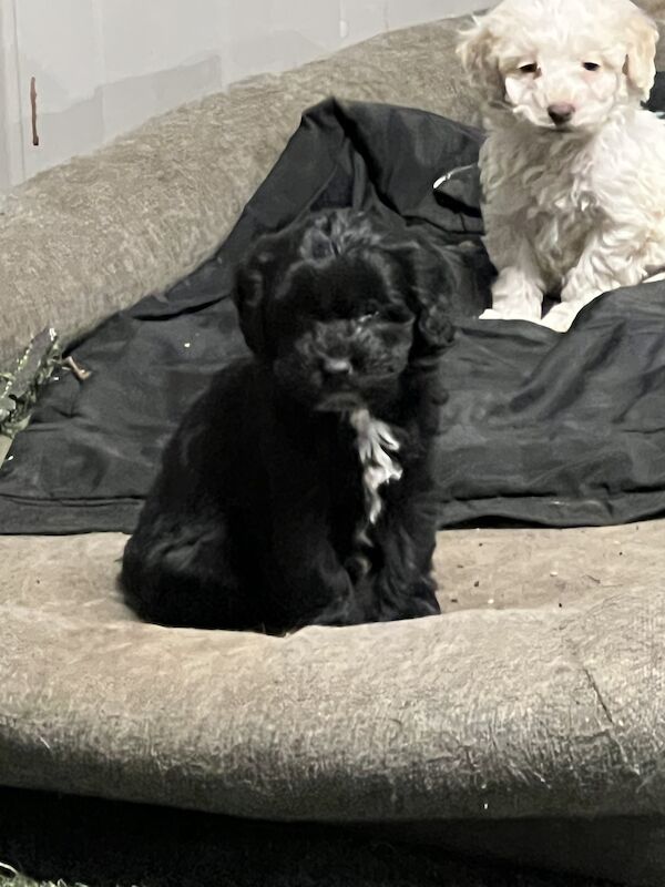 Beautiful F1 Cockapoo girl puppies for sale in Thetford, Norfolk - Image 3