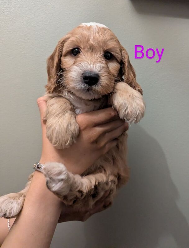 Beautiful F1 Cockapoo Puppies for sale in Fairwater, Gwent - Image 1