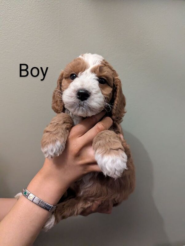 Beautiful F1 Cockapoo Puppies for sale in Fairwater, Gwent - Image 2