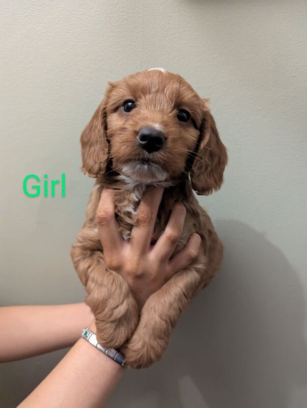 Beautiful F1 Cockapoo Puppies for sale in Fairwater, Gwent - Image 3