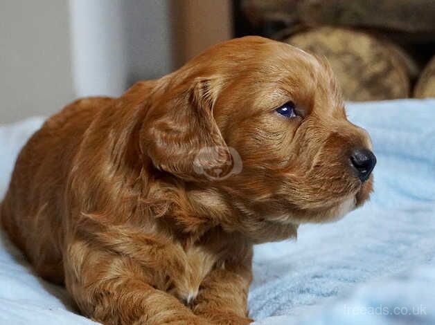 Beautiful F1 Cockapoo puppies Three remaining! for sale in Shrewsbury, Shropshire