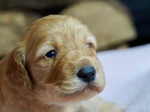 Beautiful F1 Cockapoo puppies Three remaining! for sale in Shrewsbury, Shropshire - Image 2