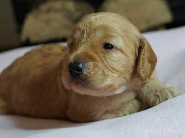 Beautiful F1 Cockapoo puppies Three remaining! for sale in Shrewsbury, Shropshire - Image 3