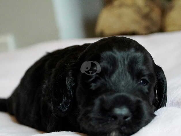 Beautiful F1 Cockapoo puppies Three remaining! for sale in Shrewsbury, Shropshire - Image 4