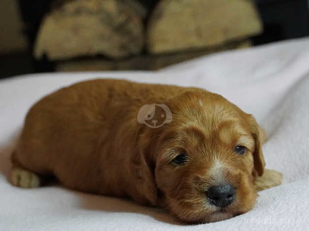 Beautiful F1 Cockapoo puppies Three remaining! for sale in Shrewsbury, Shropshire - Image 5