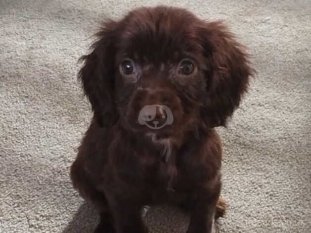 Beautiful F1 Cockapoo Puppy for sale in Sunderland, Cumbria