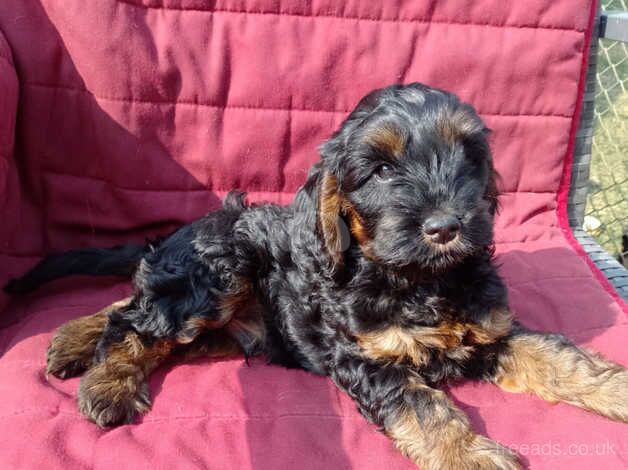 Beautiful F1 Cockapoo pups for sale in Rushden, Northamptonshire - Image 1