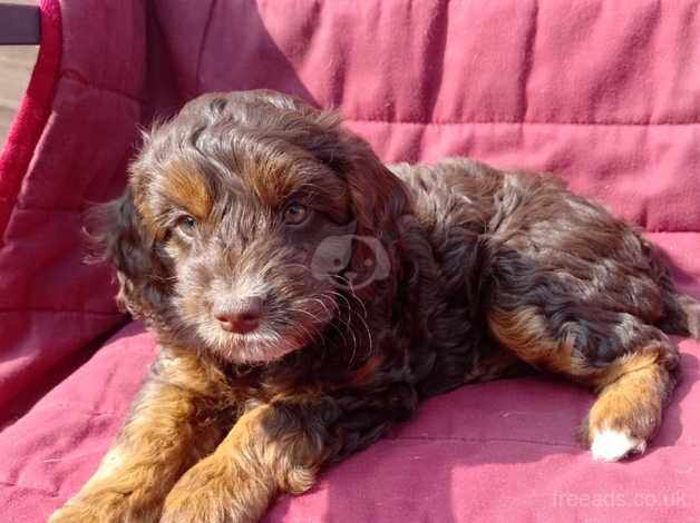 Beautiful F1 Cockapoo pups for sale in Rushden, Northamptonshire - Image 2