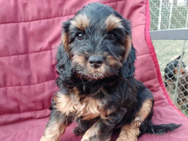 Beautiful F1 Cockapoo pups for sale in Rushden, Northamptonshire - Image 3