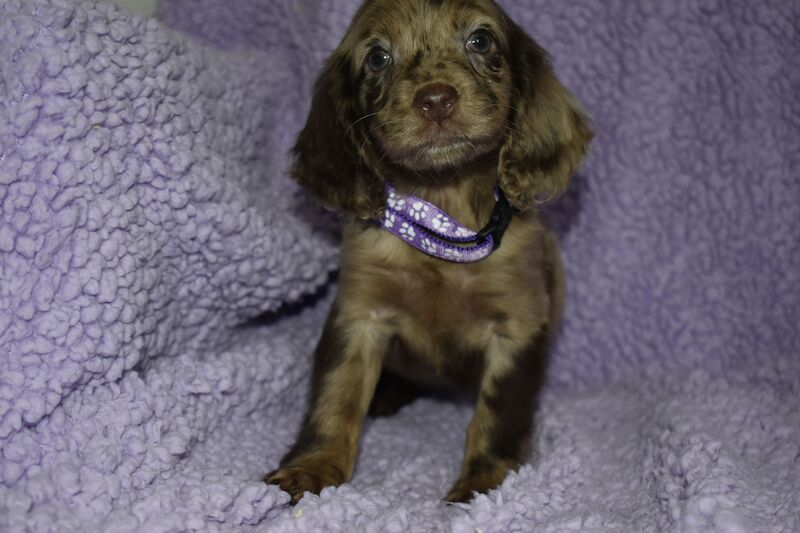 Cockapoo Puppies for sale in Tyne and Wear