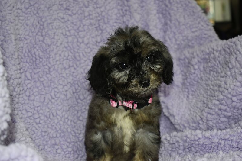 Cockapoo Puppies for sale