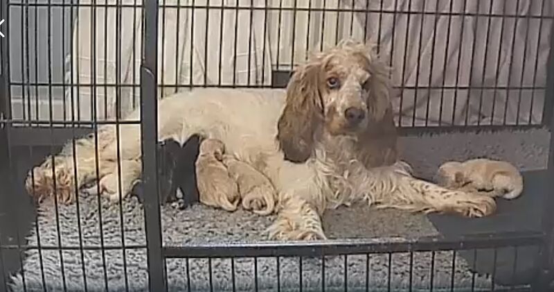 Cockapoo Puppies for sale in County Durham