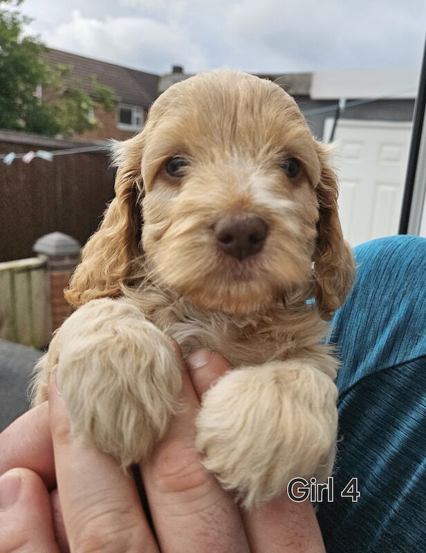 Beautiful F1 Cockapoos, health tested for sale in Durham, County Durham