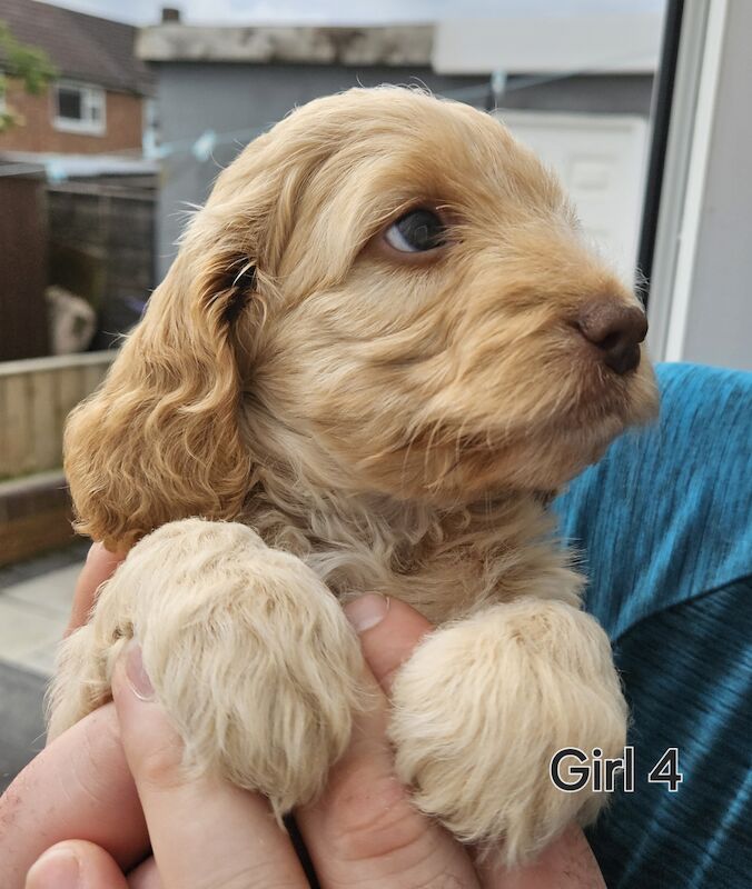 Beautiful F1 Cockapoos, health tested for sale in Durham, County Durham - Image 2