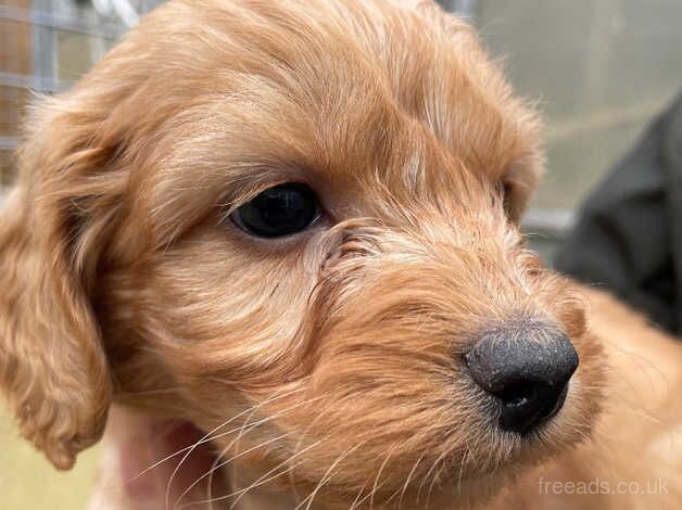 Beautiful F1 Cockapoos for sale in Doncaster, South Yorkshire - Image 3