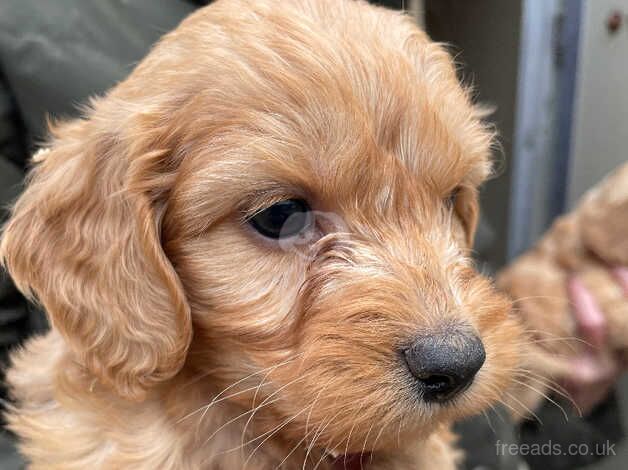 Beautiful F1 Cockapoos for sale in Doncaster, South Yorkshire - Image 4