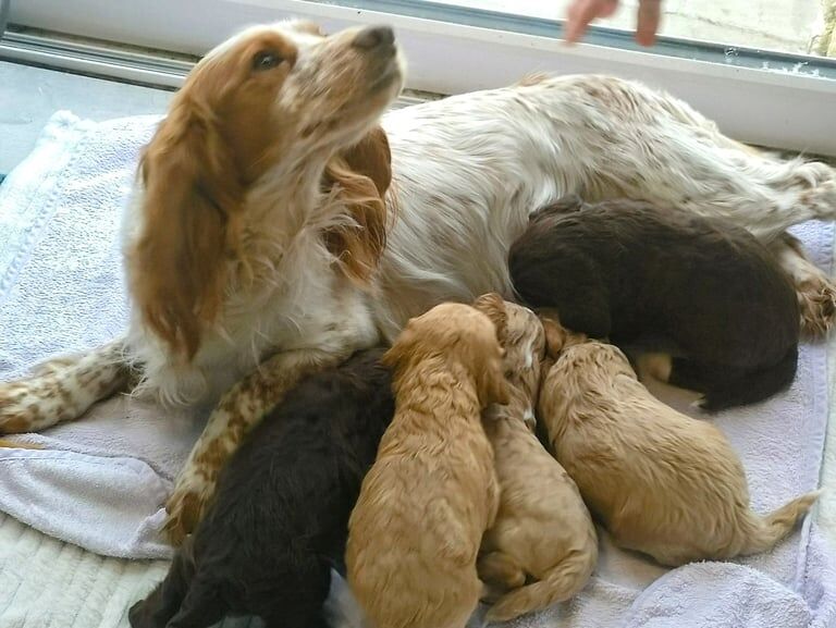 Beautiful F1 Cockapoos pups for sale in New Galloway, The Stewartry of Kirkcudbright - Image 1