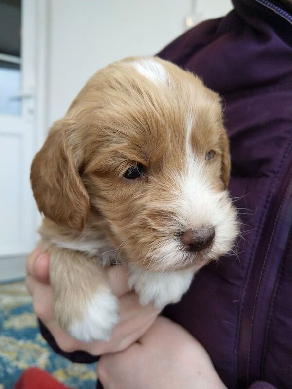 Beautiful F1 Cockapoos pups for sale in New Galloway, The Stewartry of Kirkcudbright - Image 3