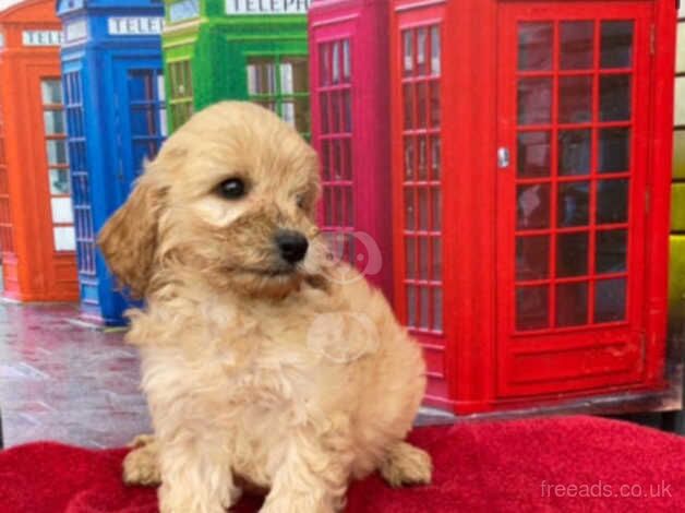 Cockapoo Puppies for sale in Wrexham