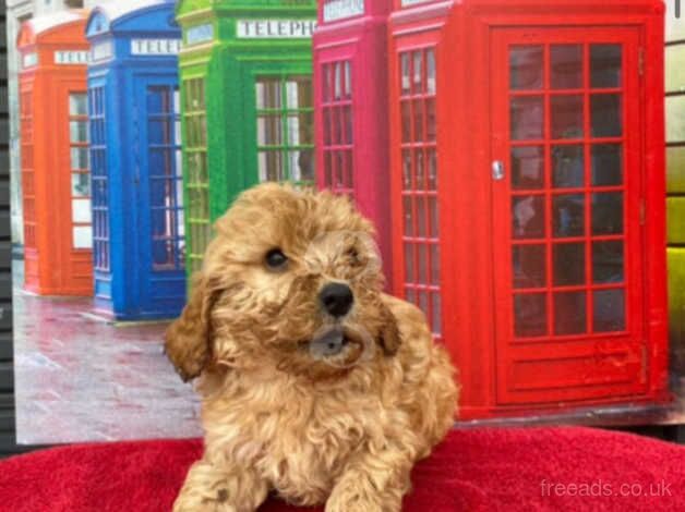 Cockapoo Puppies for sale