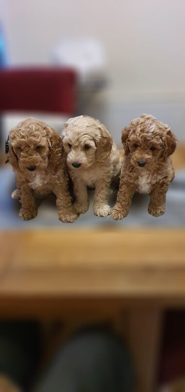 Beautiful F1B cockapoo babies for sale ❤️ for sale in Faversham, Kent